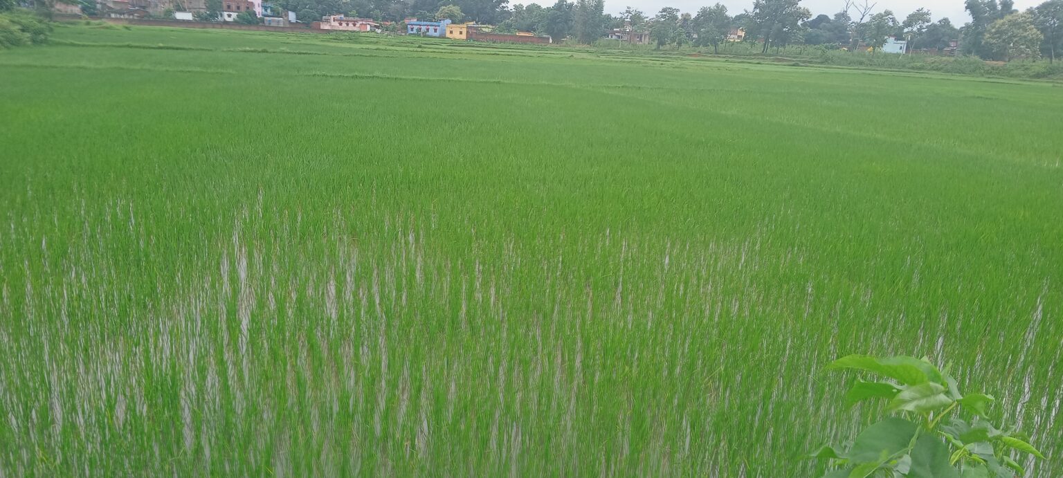 खूंटी में हुई जोरदार बारिश, सूख रहे बिचड़ों में आई जान