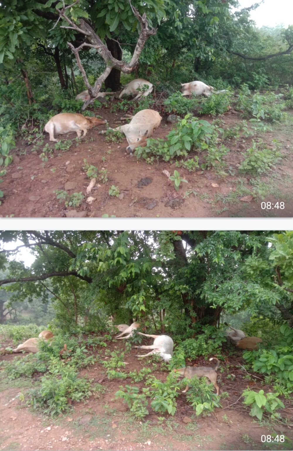 आकाशीय बिजली गिरने से आठ मवेशियों की मौत, ग्रामीणों को भारी नुकसान