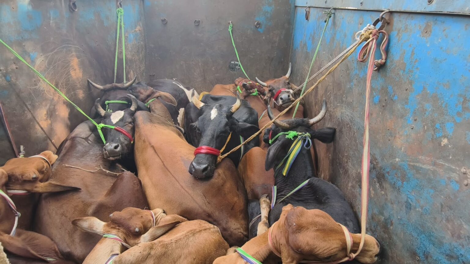 हिरणपुर में बजरंग दल की बड़ी कार्रवाई, गो तस्करी करते पिकअप वैन से 11 गायें बरामद
