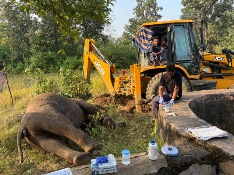 पलामू टाइगर रिजर्व इलाके में जंगली हाथी की हुई मौत, जांच में जुटा विभाग