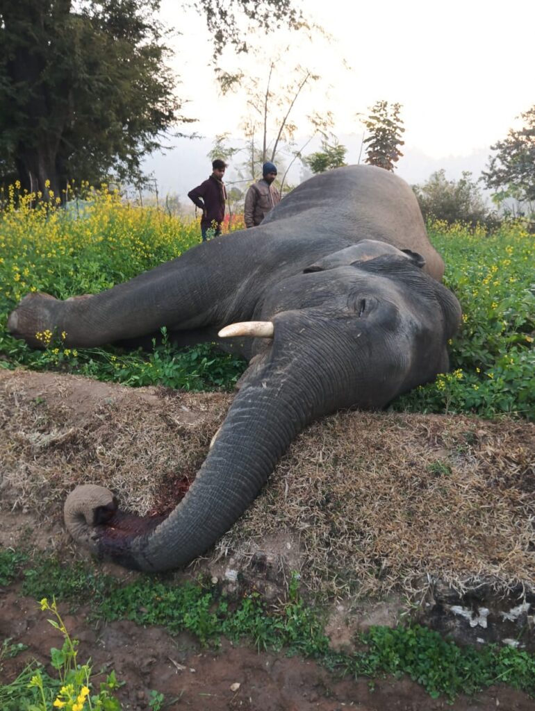 हाथी की रहस्यमय मौत, पोस्टमार्टम से खुलेगा राज